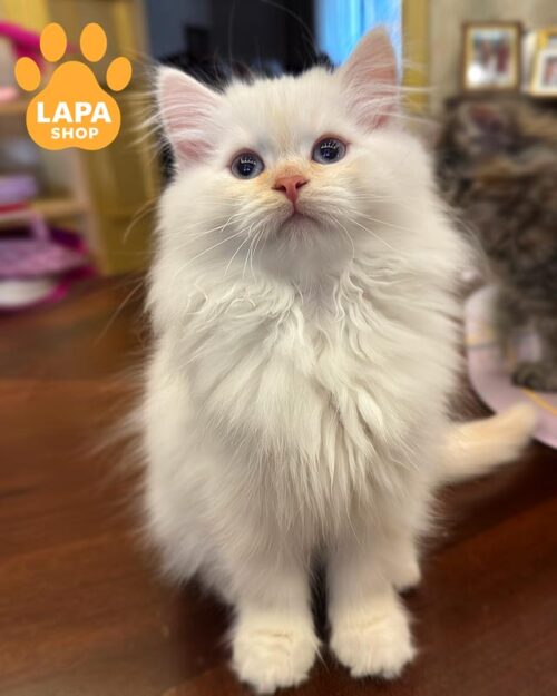 сибірське кошеня