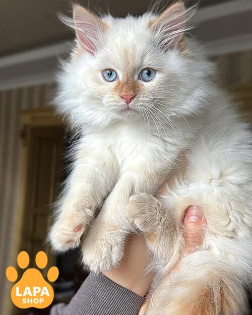 Siberian kitten