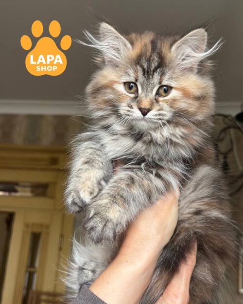 черепахова сибірська кішка