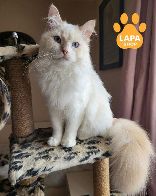 блакитноокий сибірський котик