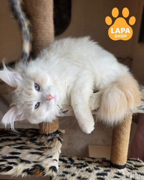 кремове сибірське кошеня