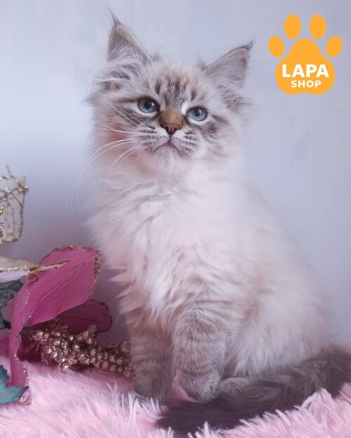 сибірське кошеня