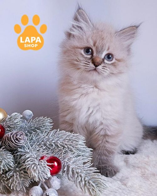 сибирский котенок