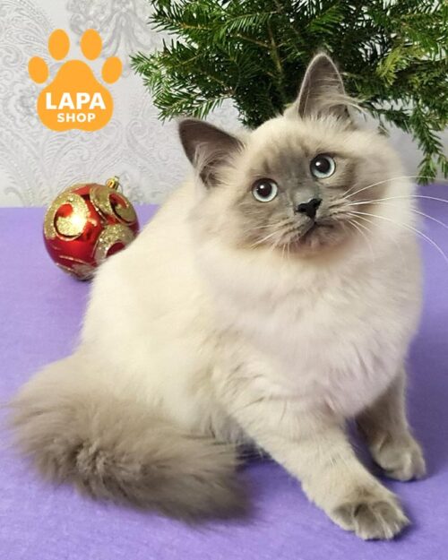 сибірська кішка