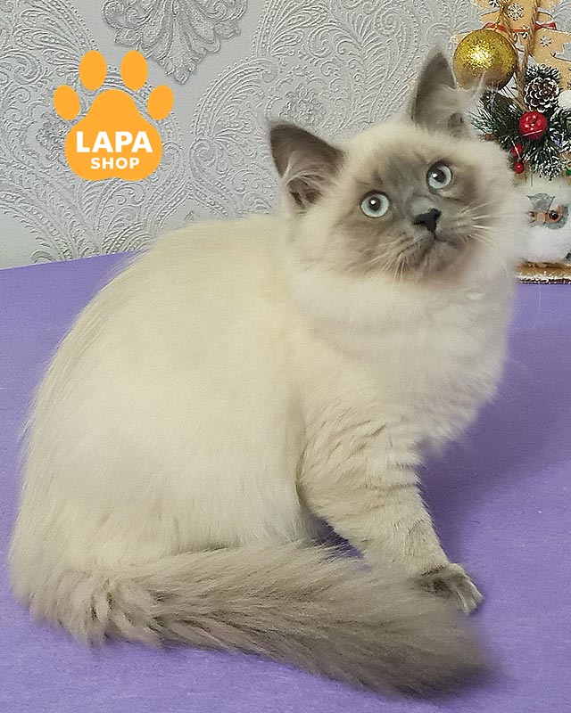 сибирская кошка