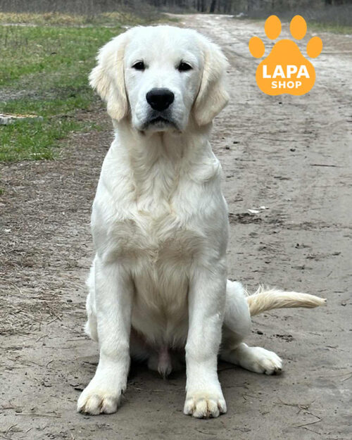 кремовый золотистый ретривер