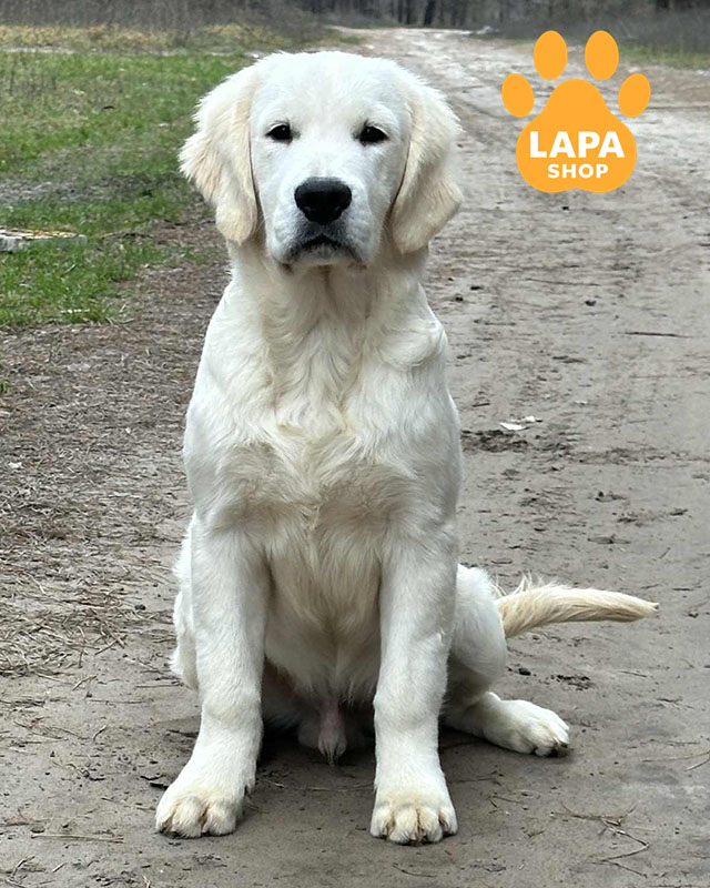 кремовый золотистый ретривер