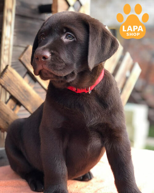 шоколадний лабрадор-ретривер