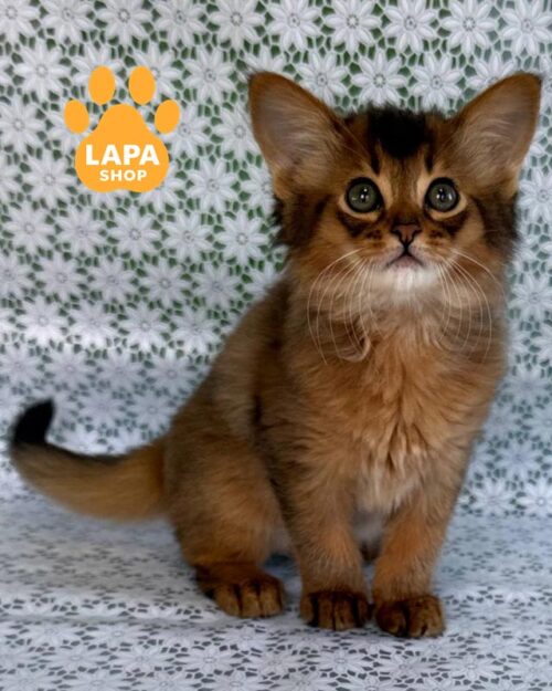 кошеня сомалі