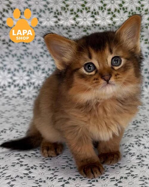 дикий котенок сомали