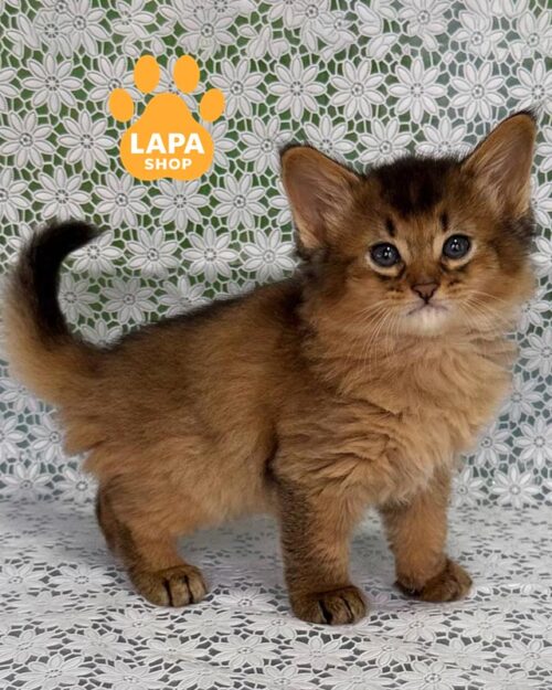 дикий котенок сомали