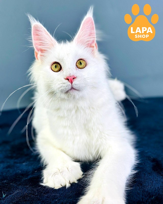 test-breed-test-01