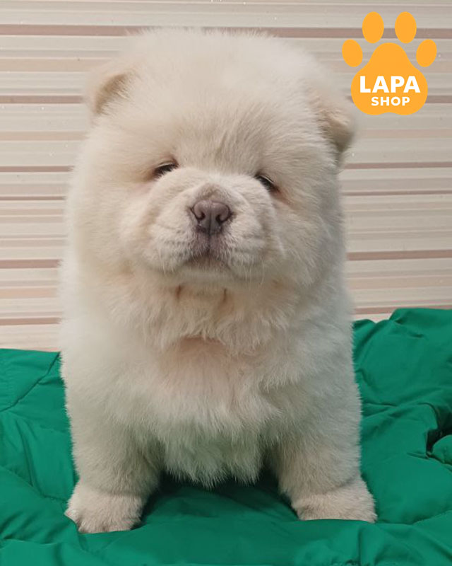 кремовий чау-чау