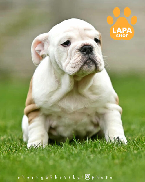 рыже-белый английский бульдог
