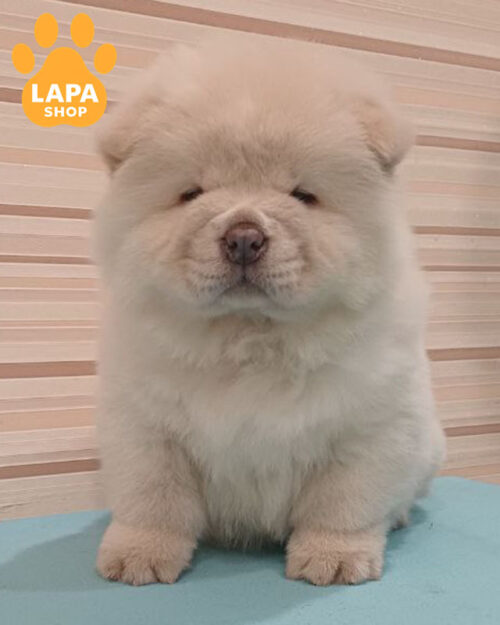 кремовий чау-чау