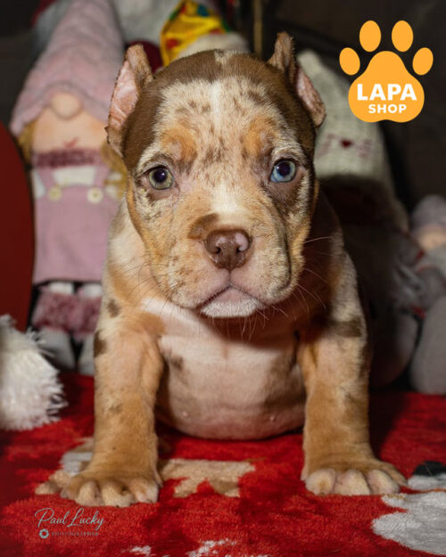 American Bully Pocket