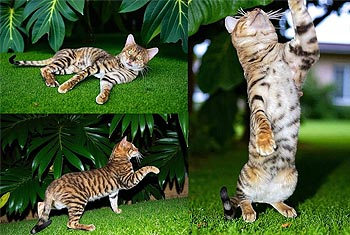 Нимбус — харизматичный котенок породы тойгер с эффектной внешностью toy dad