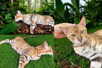 Нимбус — харизматичный котенок породы тойгер с эффектной внешностью toy mom