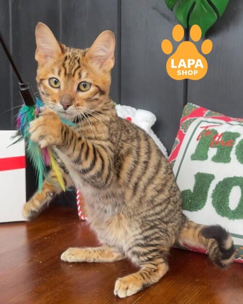 кошеня тойгер