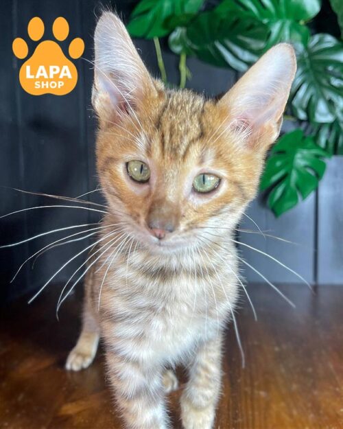 котенок тойгер