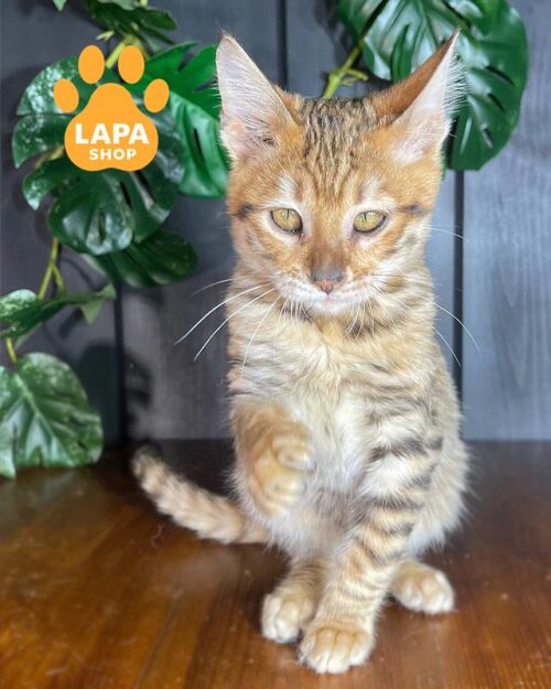 котенок тойгер