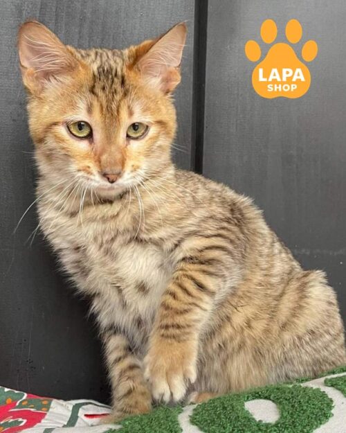 кошеня тойгер