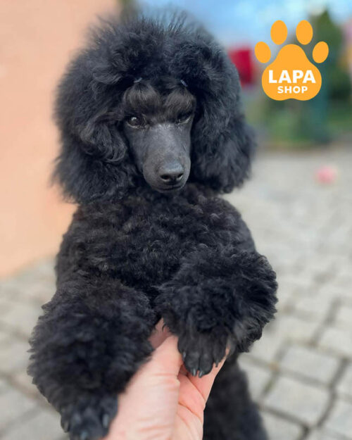 черный пудель