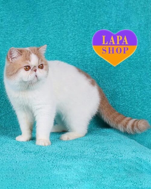 Экзот Udjin — очаровательный Чемпион CFA в кремово-белой шубке udjin up