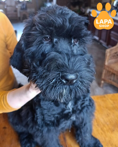 російський чорний тер'єр