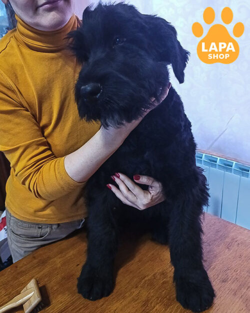 російський чорний тер'єр