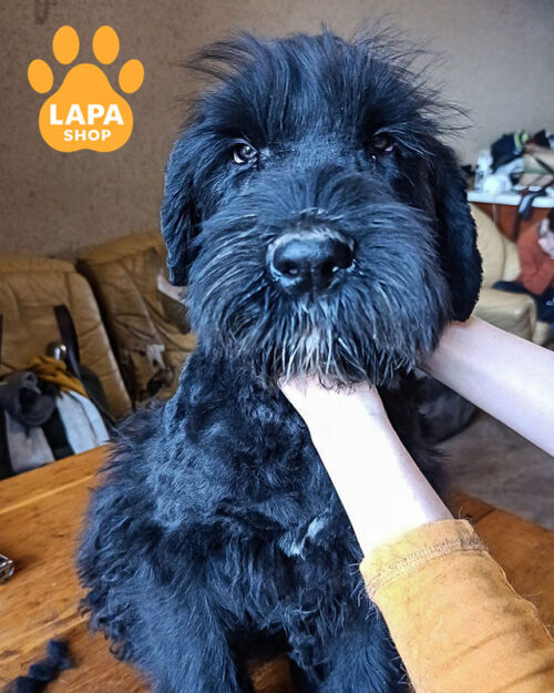 російський чорний тер'єр