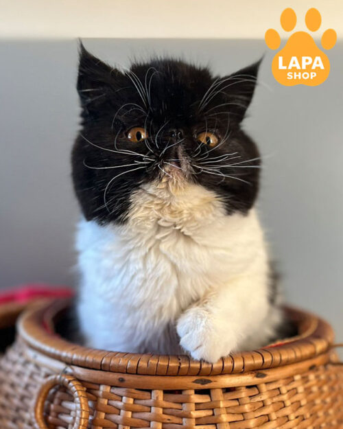 экзотический окрас черный биколор