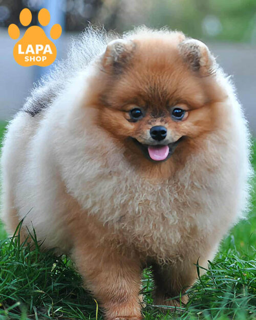 Pomeranian spitz orange color