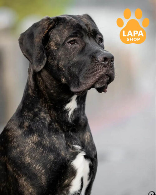 чорний кане корсо