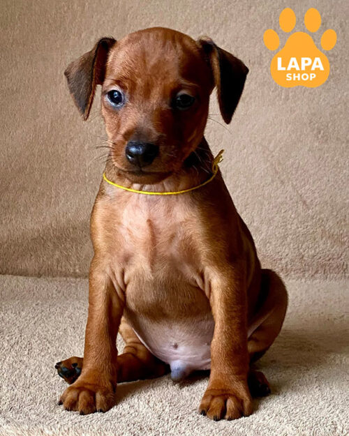 рыжий цвергпинчер