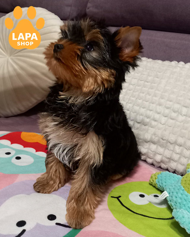 йоркширский терьер