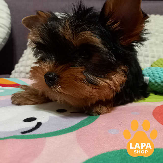 Vincento-Magnifiko-02