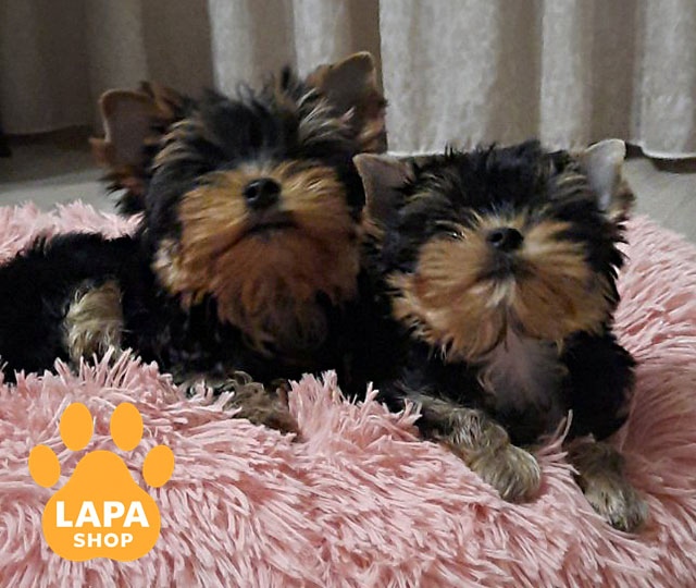 Vincento-Magnifiko-04