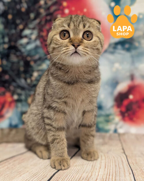 шоколадний плямистий скотіш-фолд