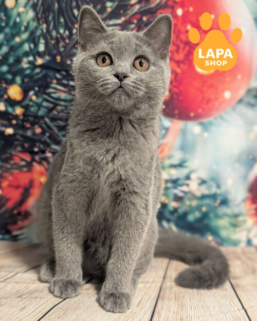 блакитний скотіш-страйт