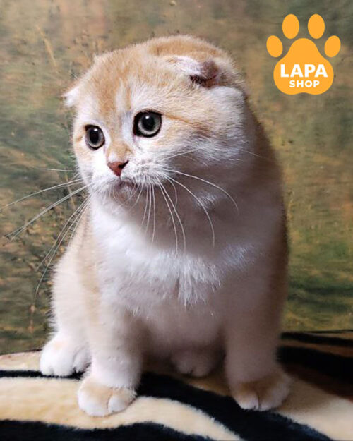 скотіш-фолд забарвлення золота шиншила