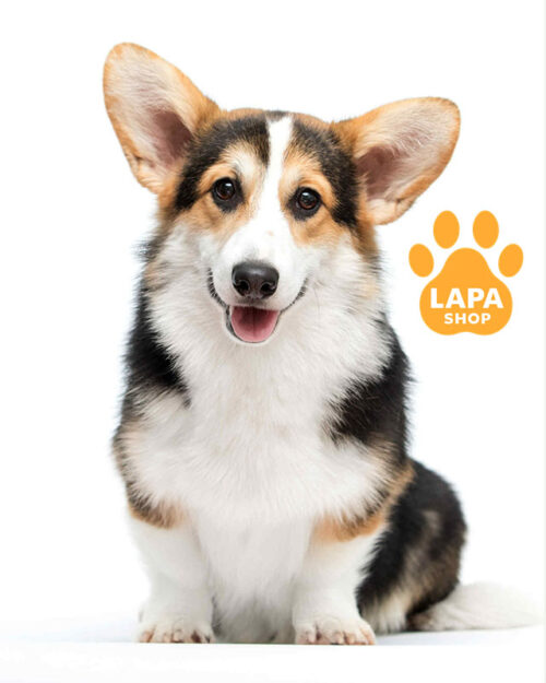 триколорный вельш корги пемброк