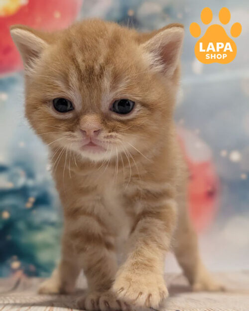 красный мраморный скотиш-страйт