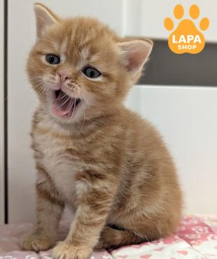 червоний мармуровий скотіш-страйт