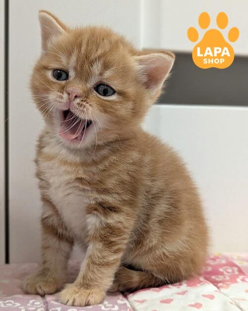 червоний мармуровий скотіш-страйт