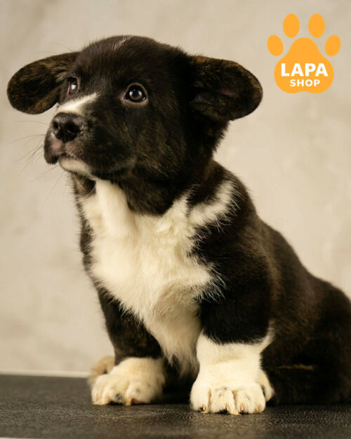 триколорний вельш коргі кардіган