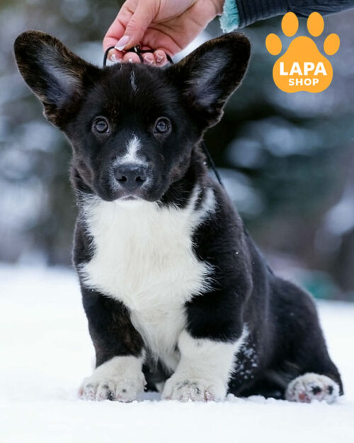 триколорний вельш коргі кардіган