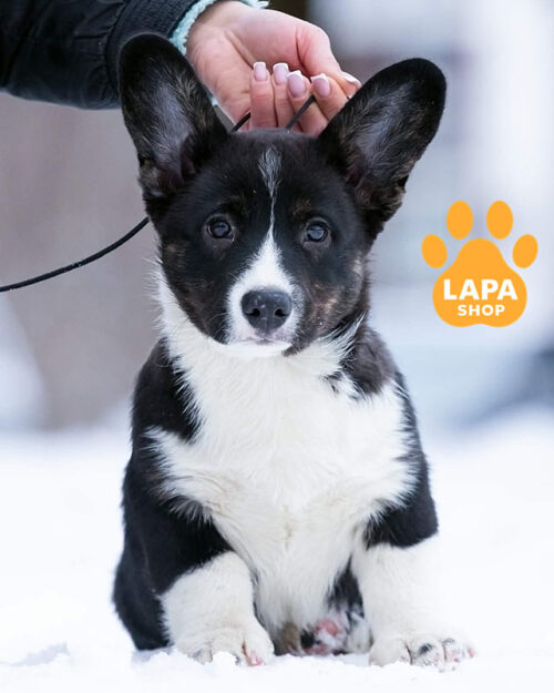 триколорний вельш коргі кардіган