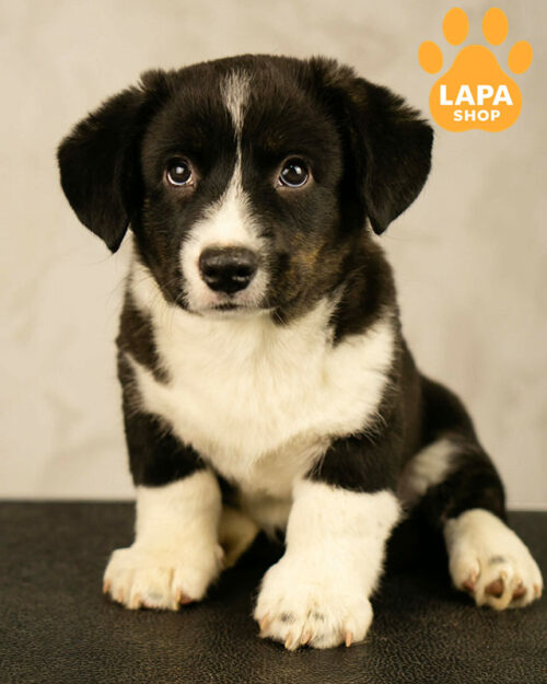 триколорный вельш корги кардиган