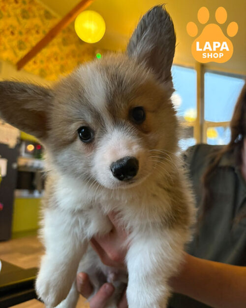 рыже-белый вельш корги пемброк